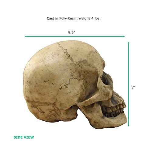 Wallcharmers Wall Charmers Life Size Human Skull - 8.5" Realistic Faux Human Anatomy - Table Top Skeleton Head Home Decor #TOP5