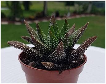 Pots and Plants Succulent Haworthia Fasciata Plant /Concolor Live Plant with Pot / Fully Rooted /Live Indoor Plant / party favors Live Plant/Real Live Indoor Plants for Gifts or Room Décor (B098XQNT1L) Amazon Price History, Amazon Price Tracker
