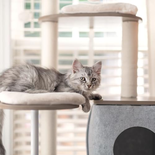 Hauteur, stabilit&eacute;, emplacement : des conseils pratiques pour bien choisir son arbre &agrave; chat