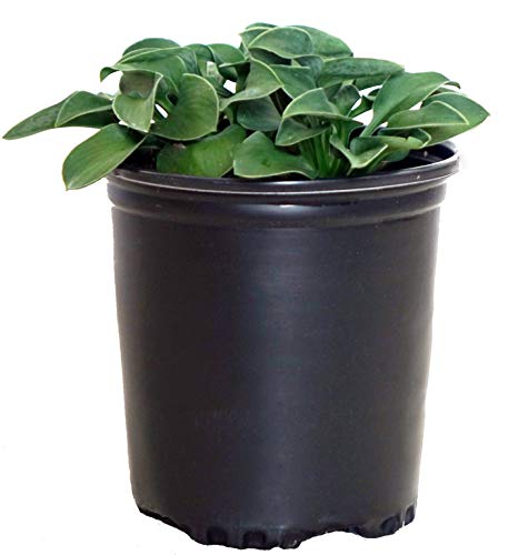 Hosta Blue Mouse Ears 1-Size Container