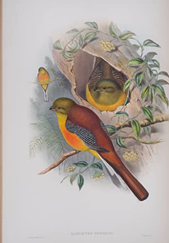 Tableaux Graffiti Art Mural Décoration Salon Oiseau Gravure 60x90cm