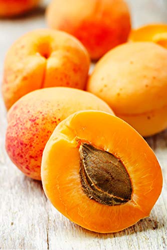 Pianta di Albicocco albero di Albicocco varietà Palummella in vaso Età 2 anni pianta vera di albicocco venduta da eGarden.store