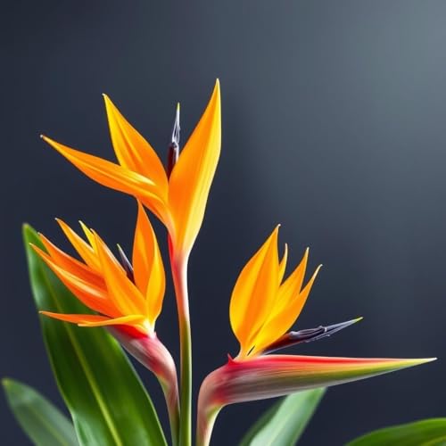 KaBloom Flowers - 5 Birds of Paradise - Gift for