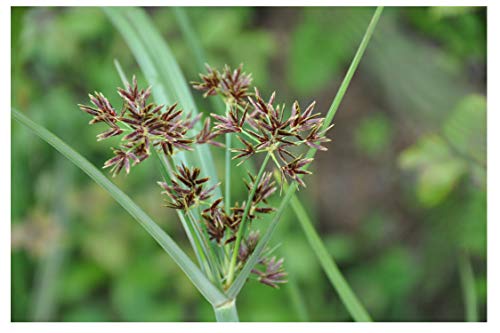 25 Cyperus Longus Pond Plant marginal Early Bird Discount
