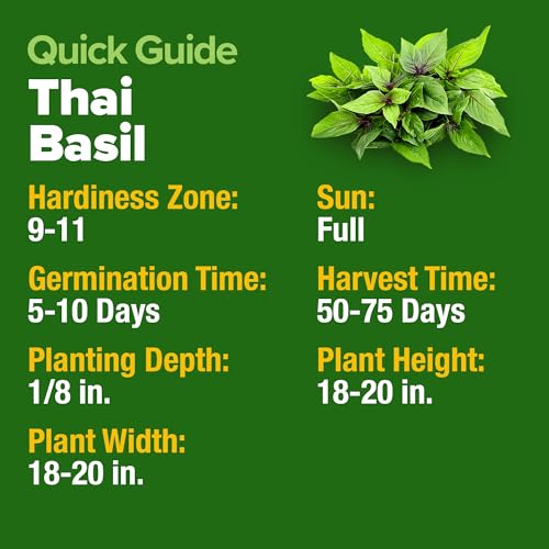 HOME GROWN Thai Basil Seeds Pack - 876 High Germination Heirloom Herb Seeds for Planting,Ideal for Growing Fresh Basil Planting Indoor or Outdoor(Ocimum basilicum VAR.thyrsiflora) - Image 6