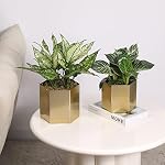 MyGift Handcrafted Metallic Shiny Brass Metal Indoor Plant Vase Pot with Hexagon Shape, Decorative Succulent Cactus Planter Container, Set of 2 - Handmade in India