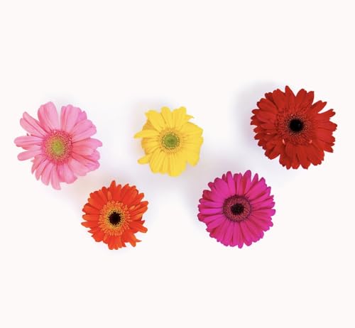 Bloomsybox 15 Stems Multicolored Gerbera Daisy Bouquet, Long Lasting, Hand-Tied, Farm Fresh Flowers Bouquet thumb #4