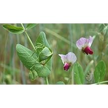 SeedRanch Austrian Winter Pea Seeds - 50 Lbs.