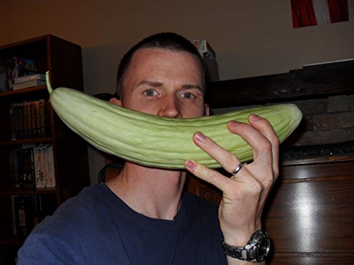 Seeds Rare Cucumber Armenian Long 70 Days Pickling Vegetable For Planting Heirloom Non Gmo #TOP1