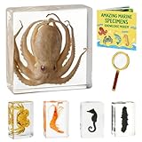 UNIQUE 5-IN-1 TAXIDERMY SPECIMENS SET: Unlike single specimens, our collection includes 1 octopus specimen plus 4 additional marine creature specimens—seahorse, sea cucumber, shrimp, and crab—making it a distinctive collectible. Suitable for taxiderm...