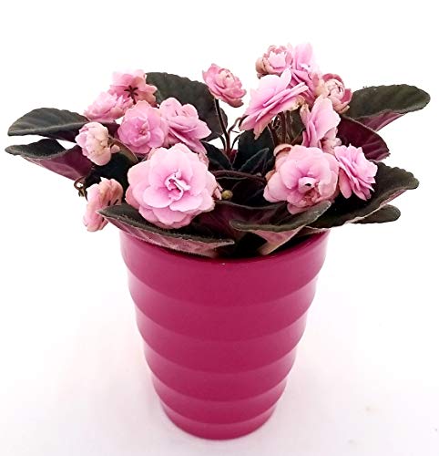 POWERS TO FLOWERS - SAINTPAULIA PINK LADY IN VASO CERAMICA FUCSIA A CERCHI CONCENTRICI, VIOLETTA AFRICANA, pianta vera