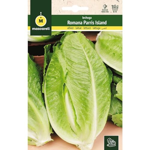 Mascarell Graines, laitue, graines potager, lait romaine Parris Island, créez votre propre potager urbain et culture à la maison, plantes horticoles, 6 g