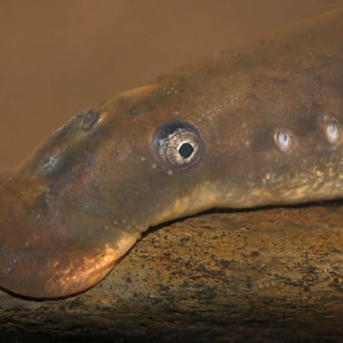 De rivierprik: vampiervis in Nederland cover art