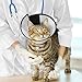 AFCJLTO Pet Cone Recovery,Halskrause Katze, Leichter Kunststoff Elisabethanischer Kragen,Geeignet für kleine bis mittelgroße Katzen mit einem Gewicht von 3 bis 5 kg (Halsumfang 22-26cm,L)