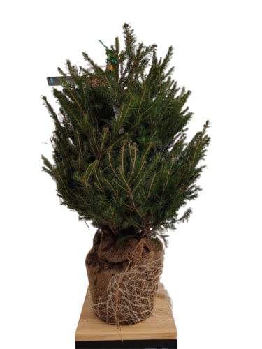 Verdecora Abeto Natural Picea Excelsa Repicado | Árbol de Navidad con Follaje Verde Intenso y Aroma Fresco | Ideal para Interior o Exterior (Tamaño 50-75cm)