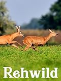 rehwild zerwirken  Rehwild