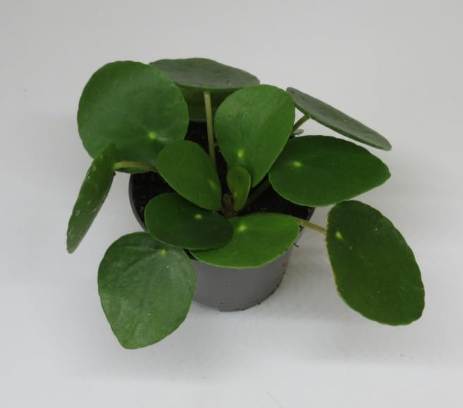 florari Pilea peperomioides/Ufo-Pfanze, Chinesischer Geldbaum