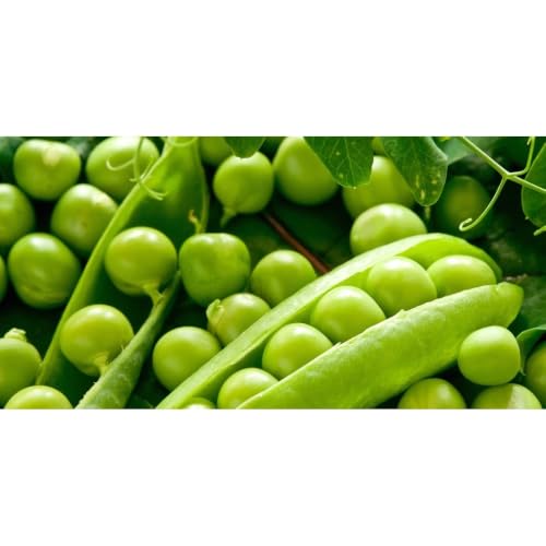 แสนสุข Pure Pea Powder,Single Ingredient Unsweetened Legume Powder for Cooking, Baking, and Smoothies 100g image 5