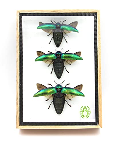 TAXIBUGS 3 Piezas Auténticos Escarabajos Joya (Sternocera Aeguisignata) alas Abiertas Montajes de Insectos Animales taxidermia en un Elegante Marco de Madera 3D / Marco de Objetos Hechos a Mano