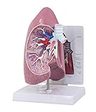 Lung Anatomical Model Full Size Right Lung