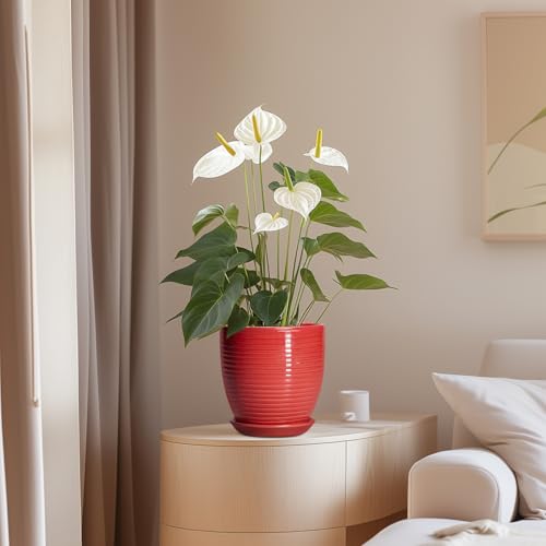 EPFamily 6 Inch Ceramic Plant Pot - Ceramic Pots for Plants, Round Planter with Drainage Hole and Saucer, Modern Flower Pots for Indoor Plants, Desk Home Office Decor, Plant Lover Gifts, Glossy Red by EPFamily - Used condition - Image 8