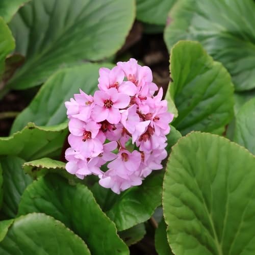 100pcs Pink Bergenia Flower Seeds