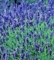 Lavanda - Hidcote Blue - 400 Semi