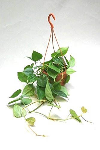 boswellia plant Boswellia Sacra Seeds for Planting