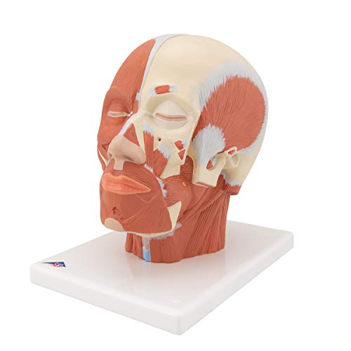 Image of 3B Scientific VB127 Head and Neck Musculature - 3B Smart Anatomy