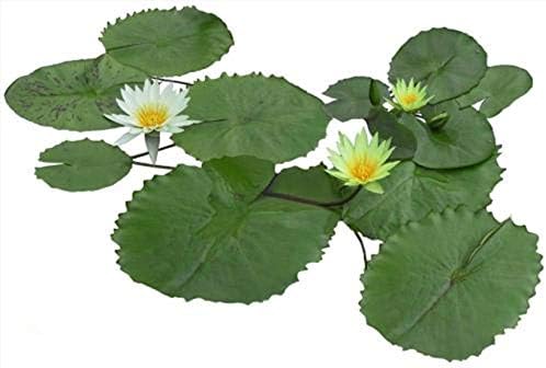 Golden autumn farm Aquatic Plants Water Lily 10 Seeds Lotus