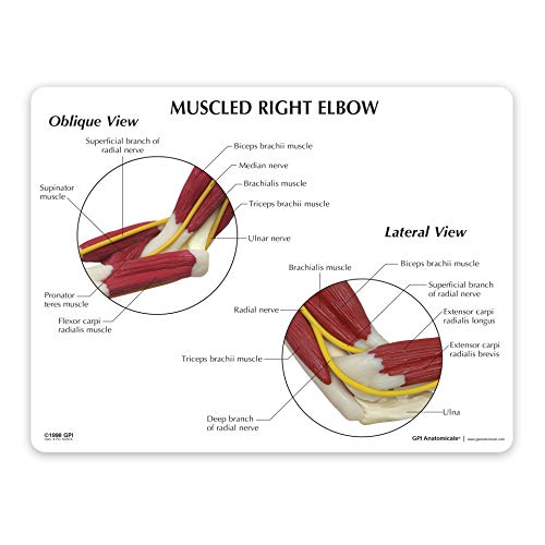 GPI Anatomicals - Muscled Elbow Model, Model of Right Elbow with Muscles for Human Anatomy and Physiology Education, Anatomy Model for Doctor\'s Office and Classrooms, Medical Learning Resources