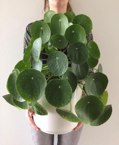 Image of XR Live Chinese Money Plant pilea peperomioides Pennywort ufo feng shui for office desk balcony terrace garden living room home decoration gifting air purifier lucky study table hanging plant
