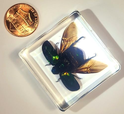 Image of 38mm Real Green Chafer Beetle w /Open Wings in Crystal Clear Lucite Resin Crafts Specimen Preserved Various Animal Insect Bug Taxidermy Collection for Biology Science Education & Desk Ornament Display