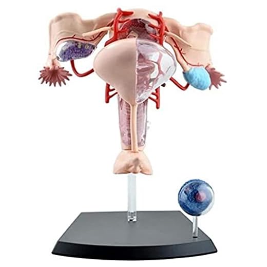 Sammansatt Modell För Kvinnlig Livmoder Kvinnligt Reproduktionssystem Livmodermodell Anatomisk Kroppsorgan Anatomi Modell Av Det Kvinnliga Reproduktiva Systemet För Medicinsk Demonstration