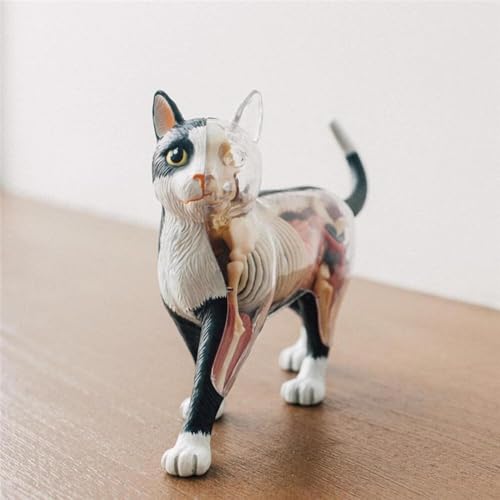 Modèle de chat 4D à 28 organes amovibles pour démonstration