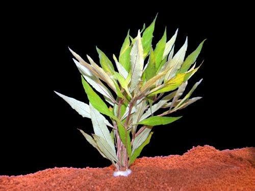 3 Bunde Hygrophylla Salicifolia, Gr. Rosettenwfr.