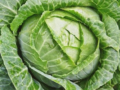 Green World F1 CABBAGE DEEP SHIKHA-60/ PATTA GOBBI/CABBAGE SEEDS FOR KITCHEN GARDENING (10 SEEDS) (B09KCDSLJ9) Amazon Price History, Amazon Price Tracker