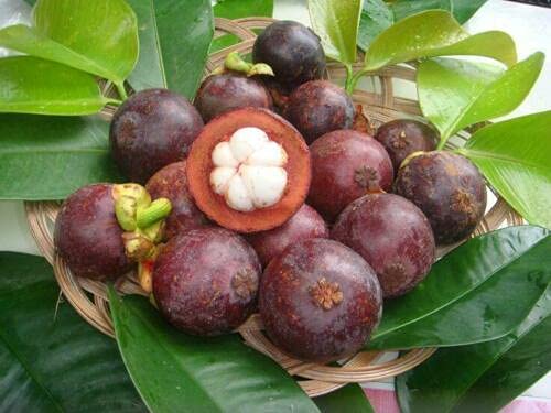 1 seeds of Mangosteen - GARCINIA MANGOSTANA