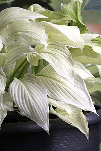 White Feather Hosta - UNBELIEVABLE/RARE/NEW - Bareroot