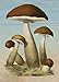 John Derian Paper Goods: Mushrooms 1,000-Piece Puzzle