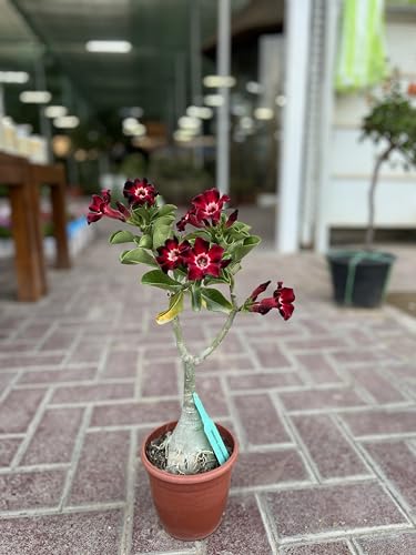 Desert Rose - Adenium Plant - Deep Red Flowers - Potted Succulent with Thick Trunk - Outdoor Decorative