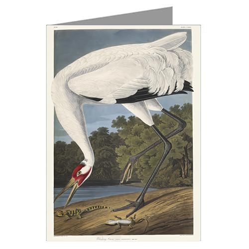 Image of Epic Greeting Cards Twelve Assorted Notecards Of John James Audubon Celebrated Illustrations Of Audubon's Birds Of North America Featuring Series I