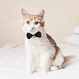 cobee Fliege für Hunde und Katzen, verstellbar für Hunde Katzen Haustiere Hochzeit Fliege formelle Welpenfliege Smokingkragen Kostüm Krawatte Halsband Welpe Kätzchen Hochzeit Geburtstag Schwarz Weiss