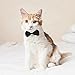 cobee Fliege für Hunde und Katzen, verstellbar für Hunde Katzen Haustiere Hochzeit Fliege formelle Welpenfliege Smokingkragen Kostüm Krawatte Halsband Welpe Kätzchen Hochzeit Geburtstag Schwarz Weiss