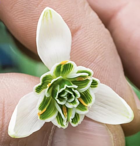 5 Double Snowdrops Bulbs - Top Size - Earliest Spring Blooms Thrive in Shade and Partial Sun - A Rare and Potected Specie in Holland