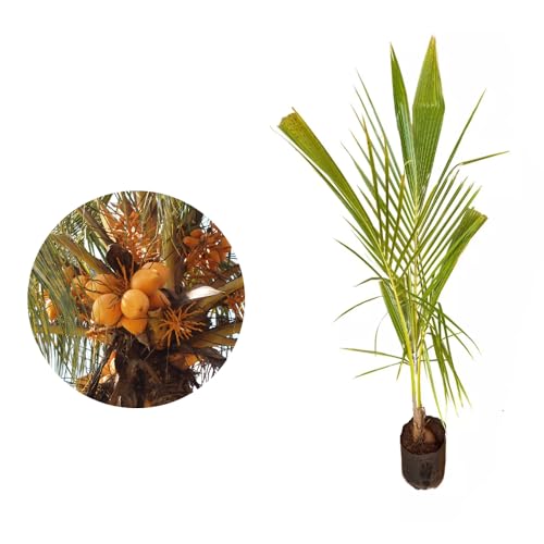 Genérico, Kit 5 Mudas de Coco Amarelo 50 a 80cm AMK - Plantas Online