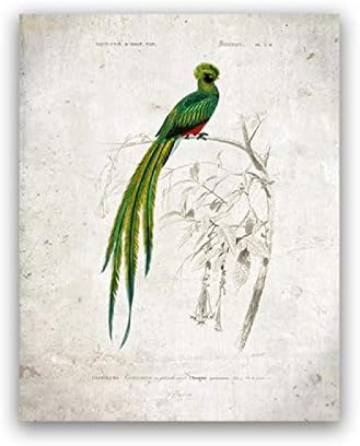 Amazon アートパネル Quetzal鳥ヴィンテージプリント美しい鳥イラストポスターレトロな壁アートパネル キャンバス絵画インテリア家の装飾のための写真 30x40cm X1 フレームレス ウォールステッカー オンライン通販