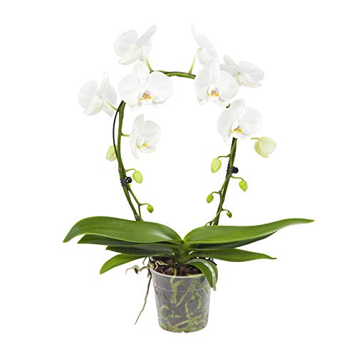 Choice of Green - White Orchid Mirror Miracle - Butterfly Orchid - Live Indoor Plant in Growers Pot Diameter 12 cm - Height 60 cm - Quality from Holland - Fresh from The Grower