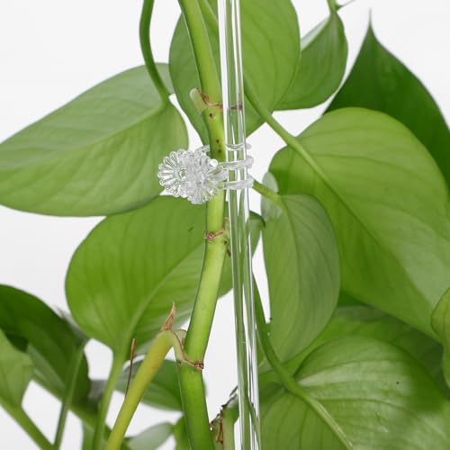 Supports pour orchidées et plantes grimpantes anti-moisissure - 6