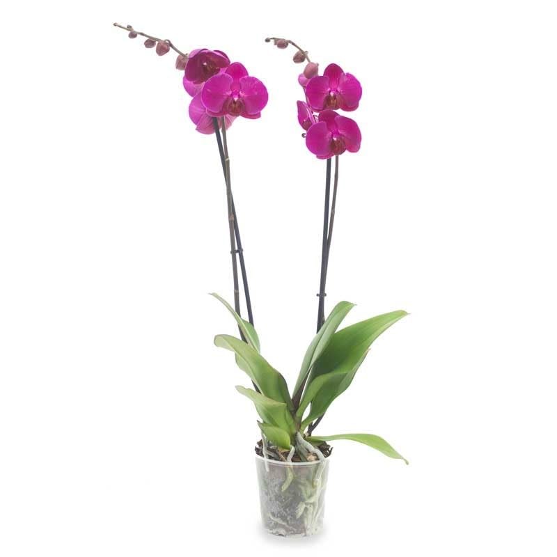 Orquídea Phalaenopsis NATURAL Planta Exótica y Tropical para tu Hogar